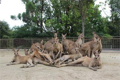 日本動物園「偶像級袋鼠」登場！合照「激似韓團」 網驚：超有氣勢！