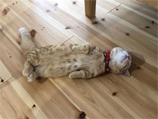 日本貓咪「爆睡」的「狂野」睡姿，迷惑160萬的網友…「太無防備心啦！」｜寵物愛很大