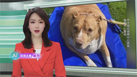 敏熙報氣象／紐西蘭狗狗胖到53KG　女主人不當飼養被判刑2個月