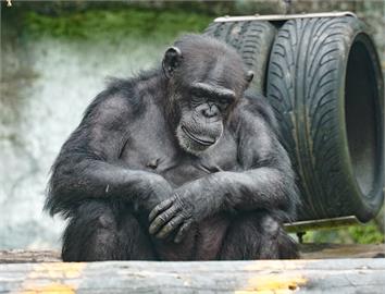 快新聞／休假77日後「牠們」要上班了！　台北市立動物園8/1重新開放