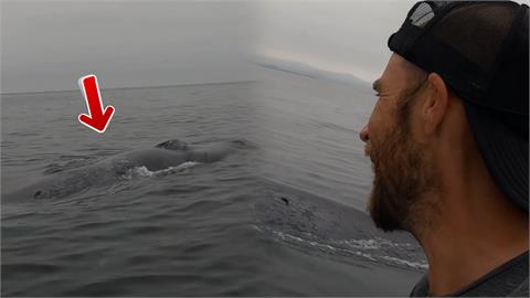 150噸藍鯨伴遊！男子海上與牠相遇　貼身「陪衝浪一小時」網羨慕