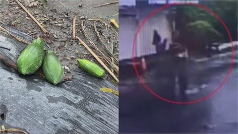 趁雨打劫！8旬翁颱風天路邊躲雨　竟順手偷走10顆黃金木瓜