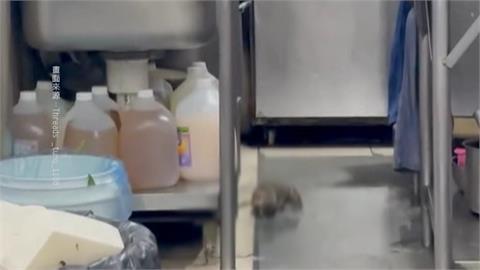 大肥鼠廚房覓食趴趴走　網友目擊嚇壞