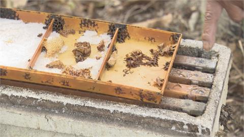 一百多箱蜜蜂慘遭「滅門」！　被毒殺？蜂箱有怪異白色粉末