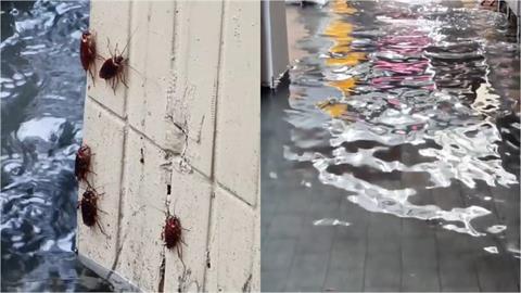 大雨沖出萬隻小強！西門町驚見「咖色蟑螂海」網轟蔣萬安：台北鍋底是蟑螂嗎