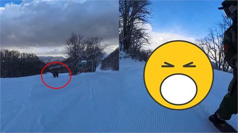 日本滑雪選手突遇黑熊「埋伏追擊」影片曝！網急教必殺技：←↙︎↓↘︎→＋弱踢