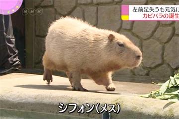 「最可愛的慶生」日本人氣水豚慶7歲生日