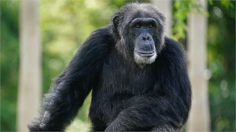 其他靈長類有機會進化成人？研究：黑猩猩掌握「這1人類特有戰術」