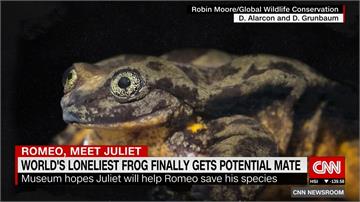 單身10年！世界最孤單水蛙「羅密歐」將脫單