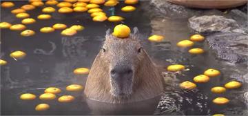 《水豚頭頂橘子泡溫泉》日本伊豆仙人掌公園冬季限定活動，看到這一幕代表很幸運ღ