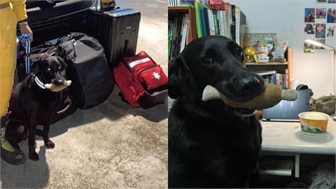 台灣搜救犬抵達土耳其！出發前「咬雞腿」萌照曝光　背後含意藏玄機