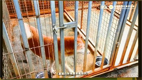 非法繁殖幼犬被「洗白」　進入合法店面販售