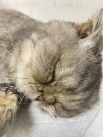 飼主控蘇澳寵物旅館照護疏失　一月內五貓三狗生病死亡