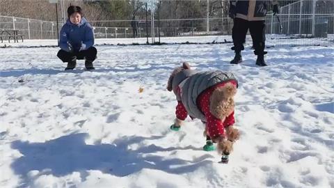 浪犬跨越半個地球被領養　網感動淚喊：邊看邊哭