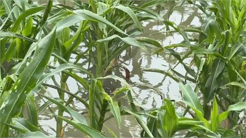 豪雨重創農作物！玉米倒地、水淹杭菊　紅棗恐裂開無法收成