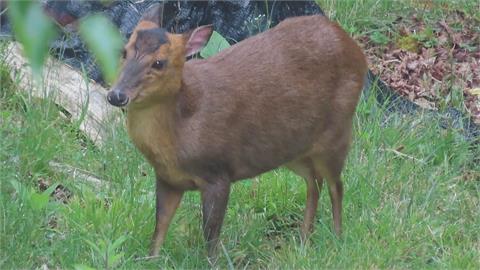 疫情延燒遊客大減　阿里山山羌.帝雉自在覓食