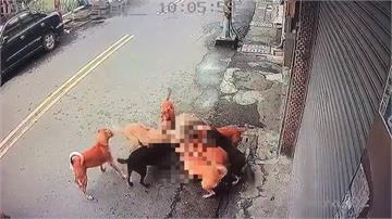 流浪狗群體追貓咬死分屍 民眾憂孩童安全