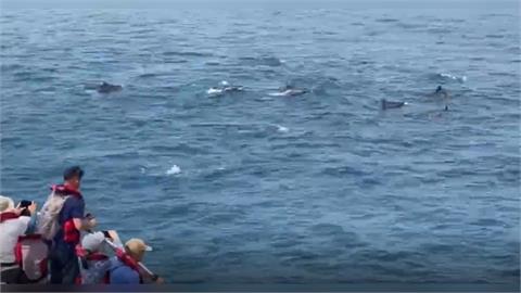 快新聞／花蓮賞鯨驚見浮屍　疑日前台東落海釣客