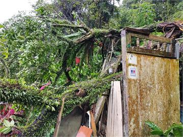 快新聞／雨彈炸北市！虎山公益廁所慘遭樹木壓毀　現場畫面曝