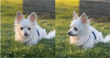 11歲吉娃娃遭飼主帶去安樂死　鬼門關前獲救！殘忍真相惹怒全網