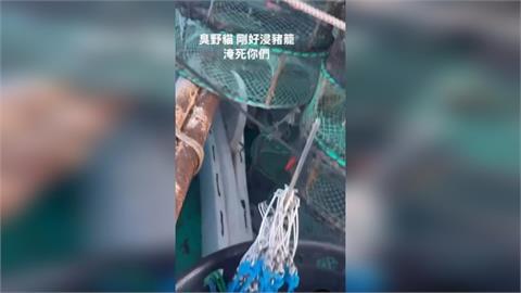 快新聞/2幼貓被裝籠丟海!船主遭逮坦承犯行 高雄動保處將依法究責