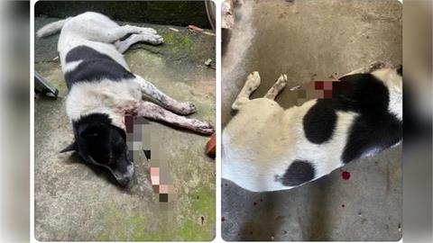 快新聞／苗栗三義驚傳弓箭射狗！犬遭貫穿一死一傷　警成立專案小組追緝