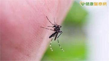 本土日本腦炎現蹤！6旬女昏迷住加護　疾管署：6至7月為流行高峰