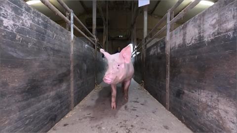 英國學者研發攝影系統　AI辨識動物表情評估情緒狀態