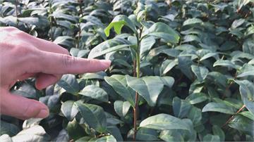 雨下不停 近十年來最嚴重的雨災！宜蘭茶葉嫩芽變老葉 茶農損失慘重