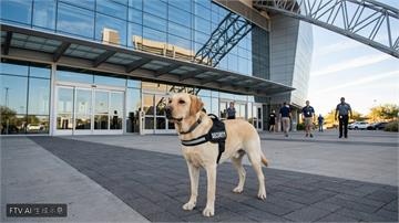 世界盃防爆犬出擊！拉不拉多成維安主力「靠萌樣」降低威脅感