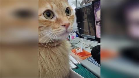 高雄捷運滿是貓叫聲！蜜柑生日驚喜登場　進出站就聽到療癒「喵聲」