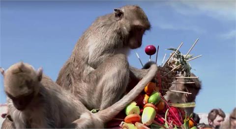 上千猴子瘋吃兩噸蔬果　泰國「猴子節」超吸睛