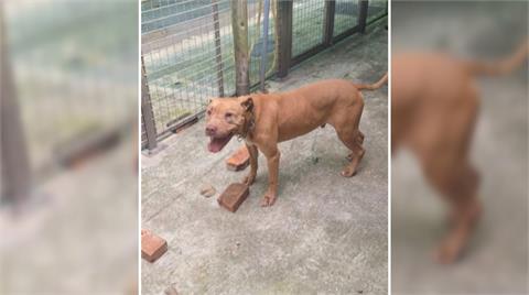 嚴防比特犬傷人事件！　農業部公布「6大危險犬」