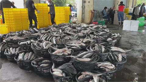 「聯春滿號」捕獲一萬尾烏魚　烏金大豐收！漁民返港滿面笑容