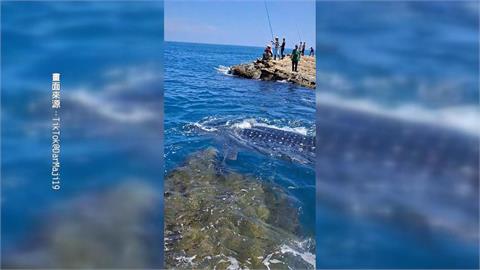 釣客赴瑞芳鼻頭角礁岩旁釣魚　赫見母子鯨鯊游過