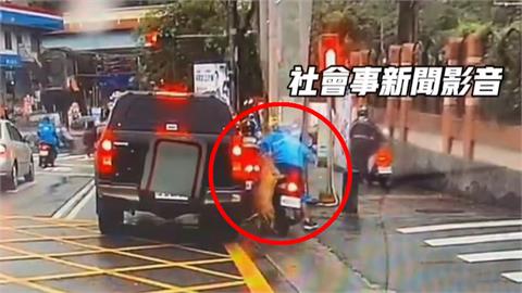 比特犬自己按開關跳車外　騎士等紅燈竟遭撲倒被狂咬不放