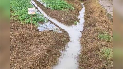 慘！連日大雨嚴重積淹水　桃園「西瓜寶寶」全泡湯