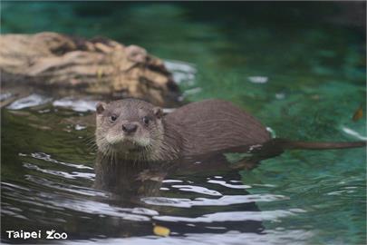 快新聞／水獺也愛國產台灣鯛！　「世界海洋日」台北動物園辦食魚嘉年華