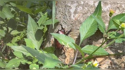 太熱？！　 台中獨角仙公園 剛放養就傳多隻莫名死亡
