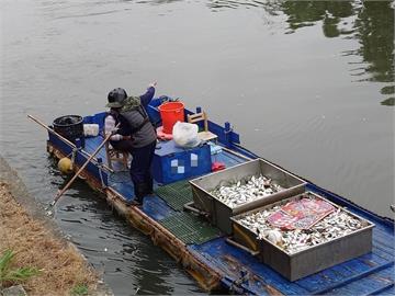 高雄愛河魚群死亡　環保局研判氣溫驟降導致