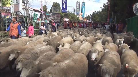 因疫情停辦兩年　清境農場奔羊節今年再添變數