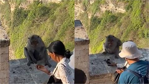 猩球真的崛起了？猴子搶遊客手機「勒索」逼拿食物贖回　交易畫面曝光