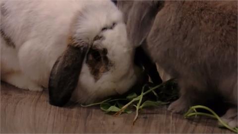 美國瑜珈教室小兔子當助教　學員上課兔兔滿場跑