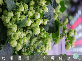 氣候變遷可能讓之後沒啤酒可喝？西班牙新創以室內水培法種植啤酒花