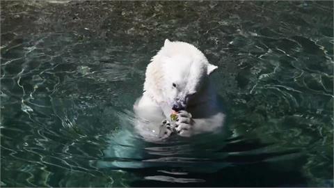 美國華盛頓州動物園　北極熊健檢附贈「耳朵清潔服務」