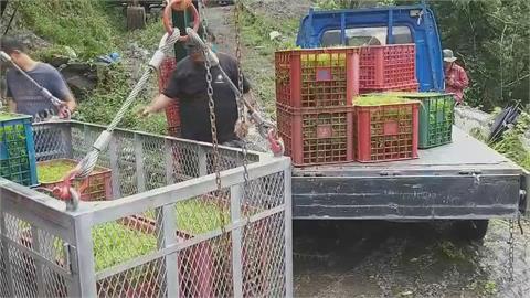 明霸克露橋溪底便道估1週搶通　區公所啟動「流籠」運送蔬果下山