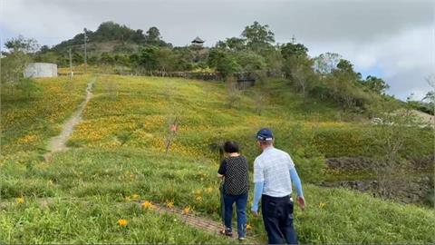 台東太麻里金針山花季登場　背風面花海盛開迎遊客