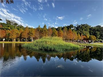 桃園大溪月眉落羽松林　倒映水面如畫作美不勝收