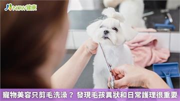 寵物美容只剪毛洗澡? 發現毛孩異狀和日常護理很重要
