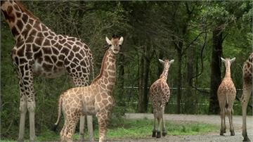 搶救瀕臨絕種動物！兩間動物園合作創「嬰兒潮」